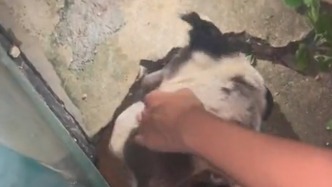 流浪狗为救被埋小奶猫刨石缝到爪子出血，事后被网友领养