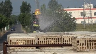 5000只鸡崽因货车遇故障中暑，消防员送来“及时雨”