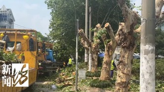 “闪送”小哥街头被砸身亡后，沿街树木被“砍头”？管理部门回应