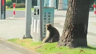 “大师兄”在上海逛街？野保部门正在搜寻，若发现请及时报告